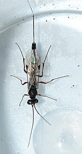 Cremastus spectator